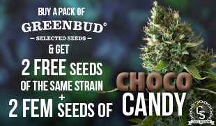 Greenbud Seeds Choco Candy