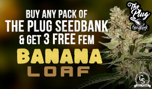 The Plug Banana Loaf