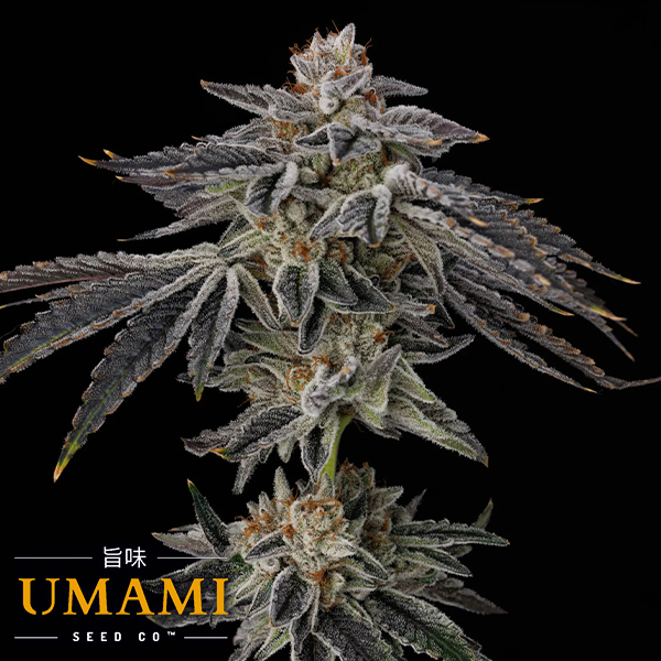 Umami Seed Co. Purple Ink