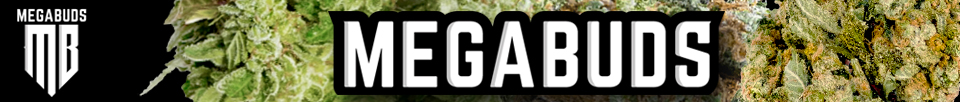 MegaBuds Seeds