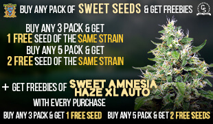 Sweet Seeds - Same + Sweet Amnesia Haze XL Auto