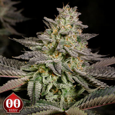 00 Seeds AUTO Mandarin Cookies