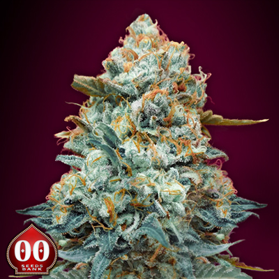 00 Seeds Sweet Somango Fast