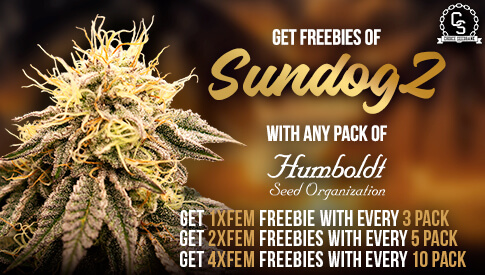 Humboldt Seed Org SundogZ AUG