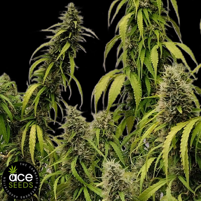 ACE Seeds Colossus
