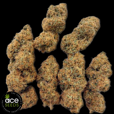 Ace Seeds Magic Carrot