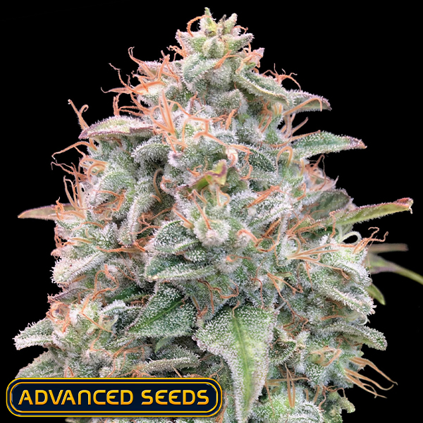 Advanced Seeds AUTO Banana Cookies