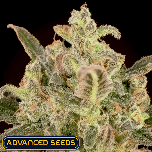 Advanced Seeds AUTO Biodiesel Mass XXL