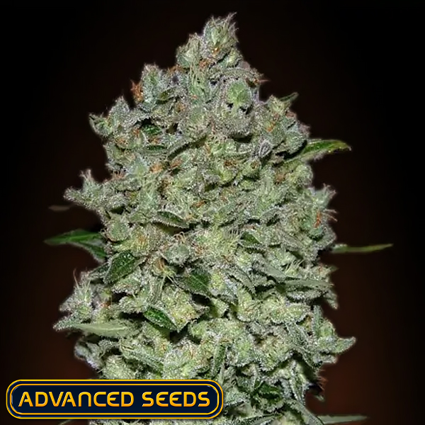 Advanced Seeds AUTO BioDiesel Mass