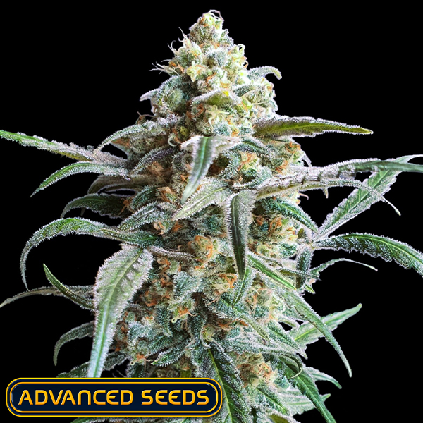 Advanced Seeds AUTO Cherry Pie