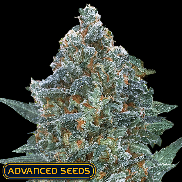 Advanced Seeds AUTO Critical Lemon CBD