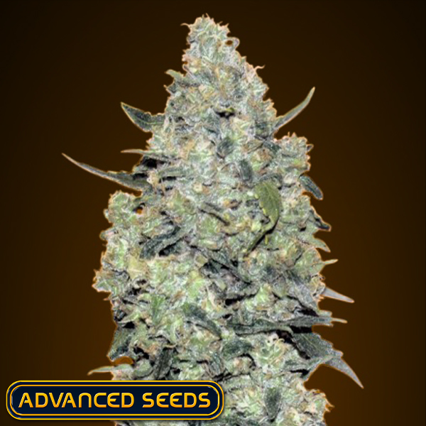 Advanced Seeds AUTO Critical Mass