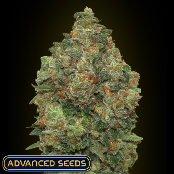 Advanced Seeds AUTO Critical Soma