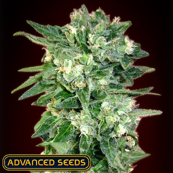 Advanced Seeds AUTO Kaya 47