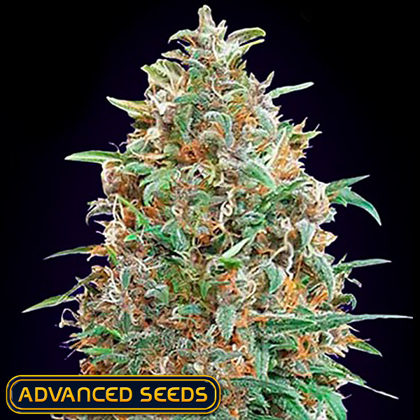 Advanced Seeds AUTO Purple Diesel