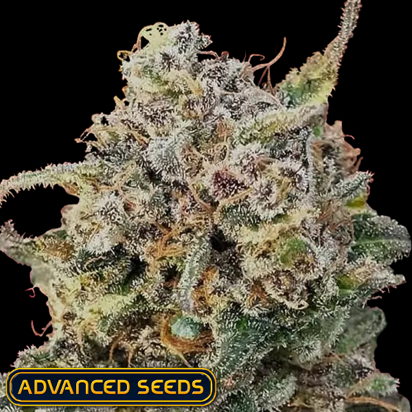 Advanced Seeds AUTO Somango Glue