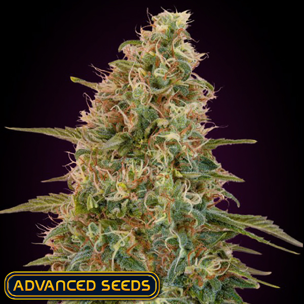 Advanced Seeds AUTO Zkittlez