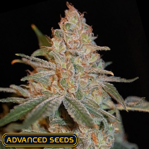 Advanced Seeds Black Diesel
