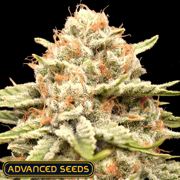 Advanced Seeds Garlicane
