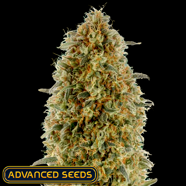 Advanced Seeds Gorilla Blue
