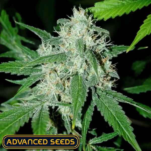 Advanced Seeds Haze Mist