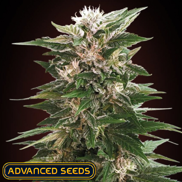 Advanced Seeds Kaya 47