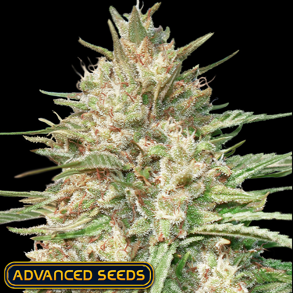 Advanced Seeds Lemon Bean