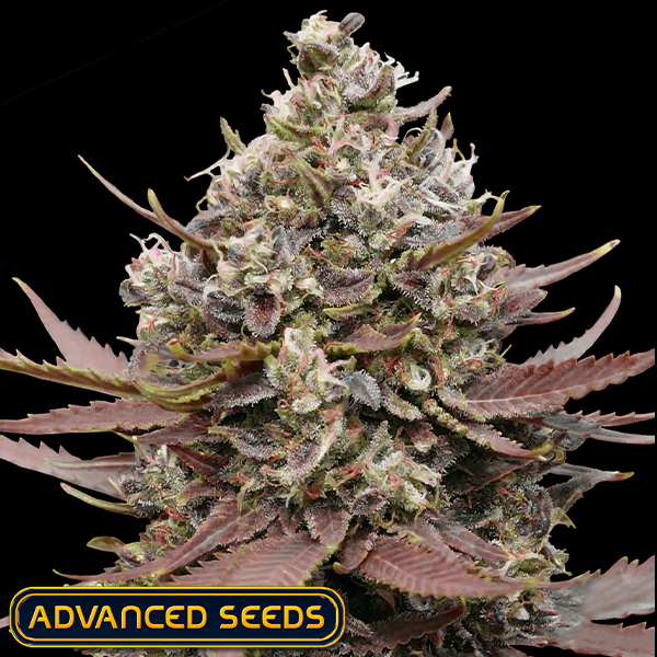 Advanced Seeds Mimosa Punch
