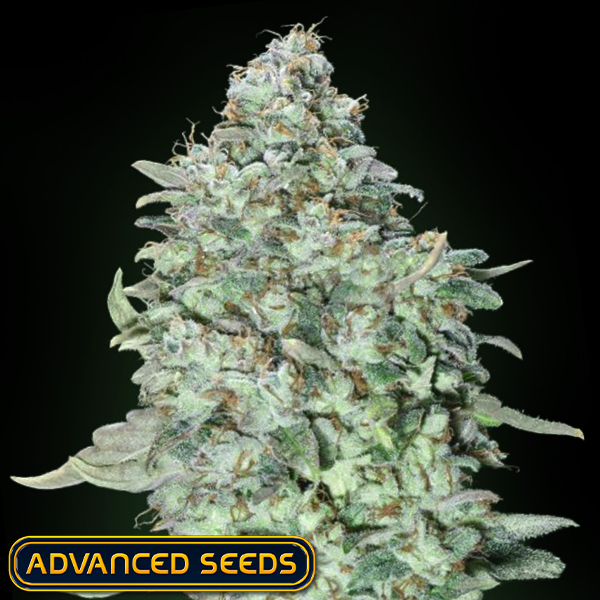 Advanced Seeds OG Kush SFV