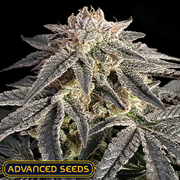 Advanced Seeds Permanent Marker