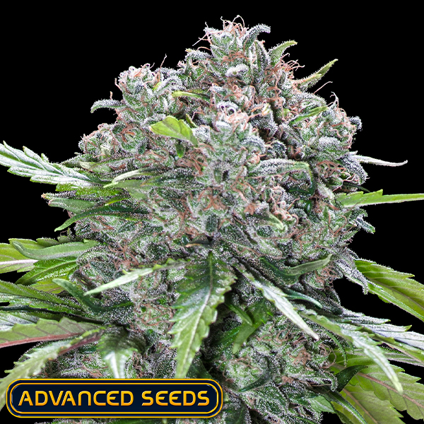 Advanced Seeds San Bacio Burger