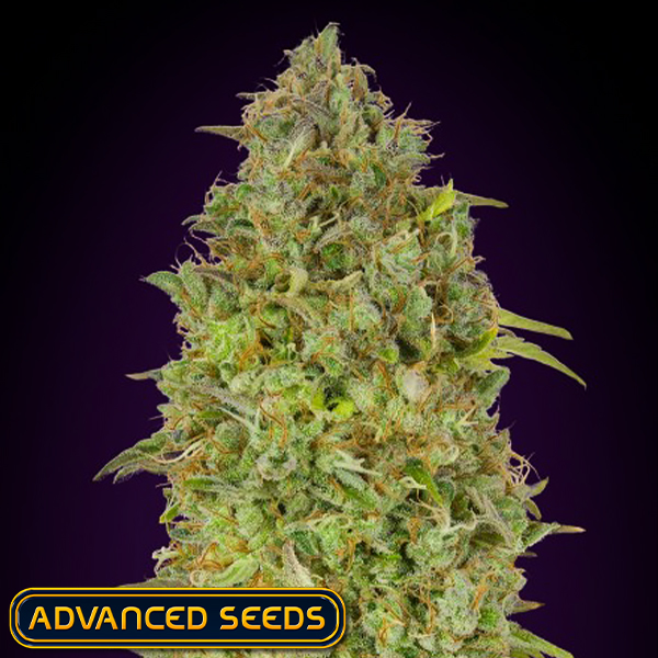 Advanced Seeds Skunk 47