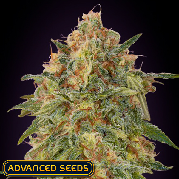 Advanced Seeds Zkittlez