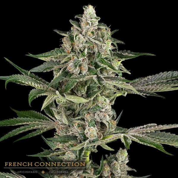 Aficionado French Connection Seeds x Sensi Seeds Bad Apple