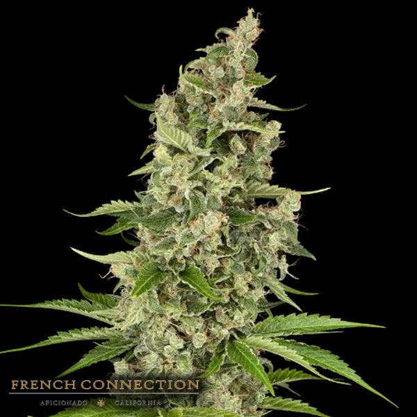 Aficionado French Connection Seeds x Sensi Seeds Beluga Blanc