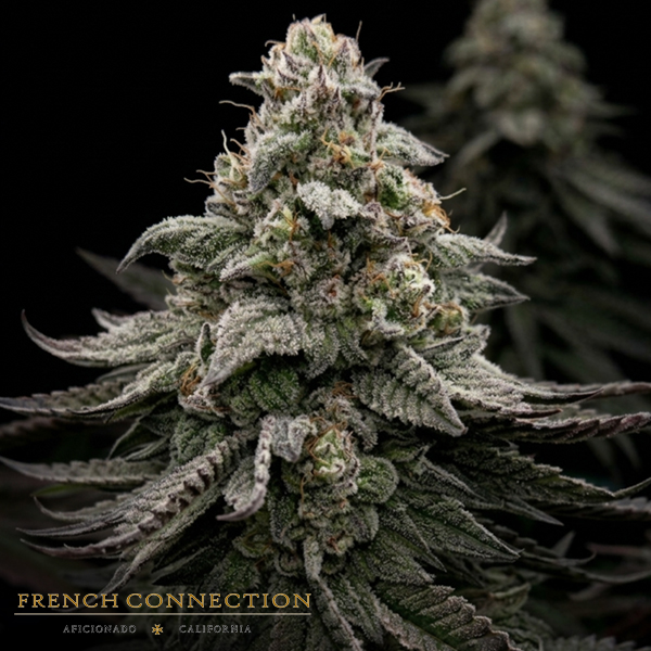 Aficionado French Connection Seeds Blue Hippo