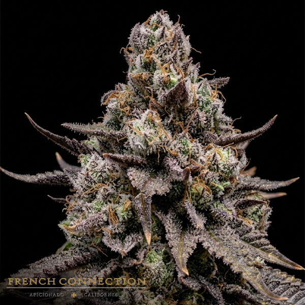Aficionado French Connection Seeds Cherrycello