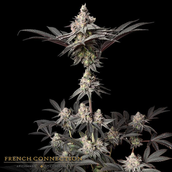 Aficionado French Connection Seeds Diesel Latte
