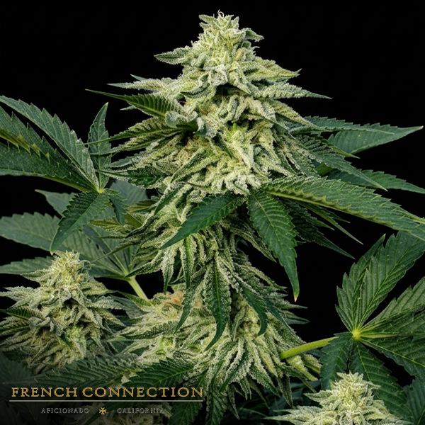 Aficionado French Connection Seeds Frappuccino