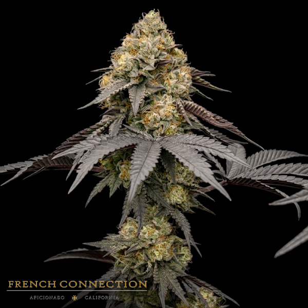Aficionado French Connection Seeds Glowberry