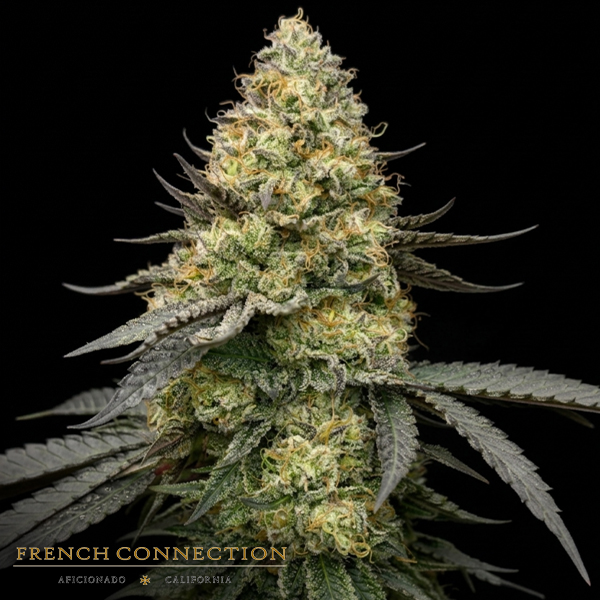 Aficionado French Connection Seeds Grappe Frappe