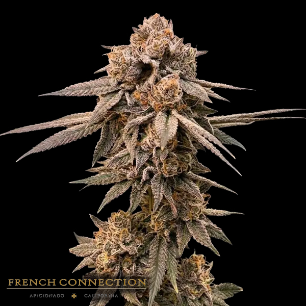 Aficionado French Connection Seeds x Arcfarms Calipo London Pie