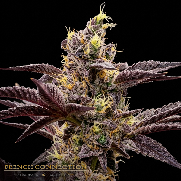 Aficionado French Connection Seeds Matcha Latte