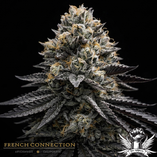 Aficionado French Connection Seeds Maybach