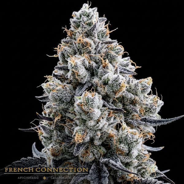 Aficionado French Connection Seeds Mochaccino Cream