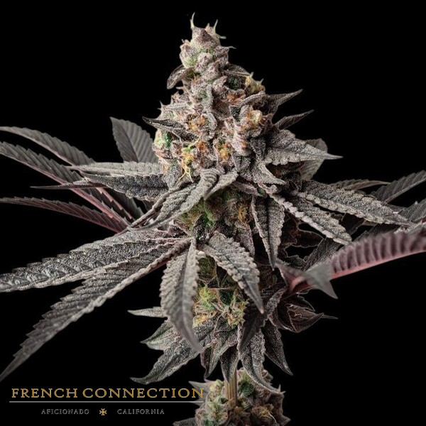 Aficionado French Connection Seeds Murder Pie