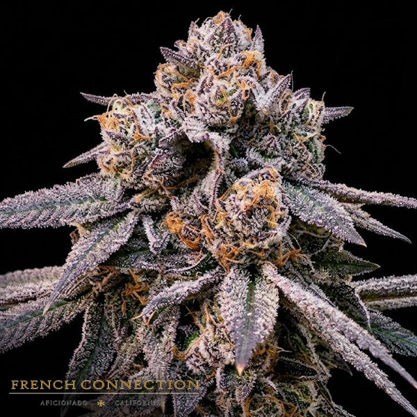 Aficionado French Connection Seeds Royal Jelly Reserve