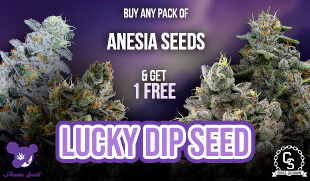 Anesia Seeds Lucky Dip