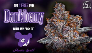 Anesia Dankberry