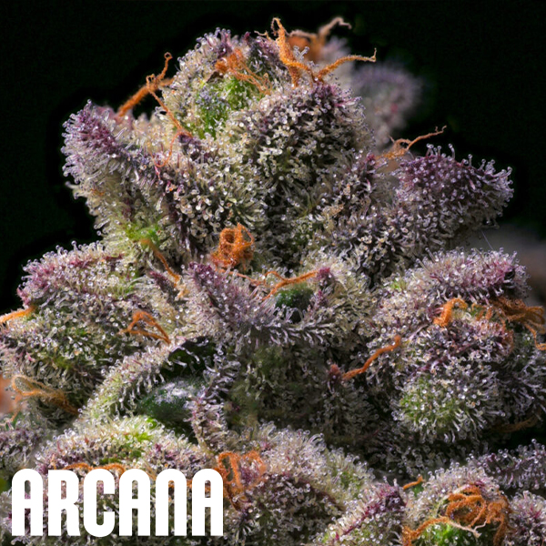 Arcana Genetics Banana Hammock